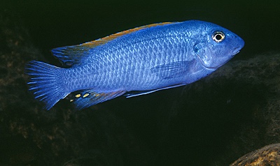 Labeotropheus trewavasae 'Maleri Island'